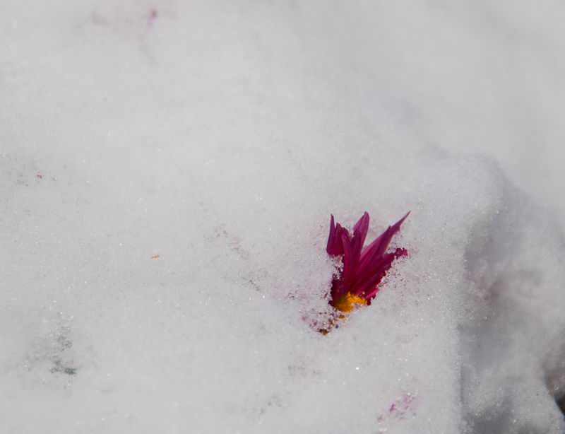 雪景小品 摄影 炳臣的相册