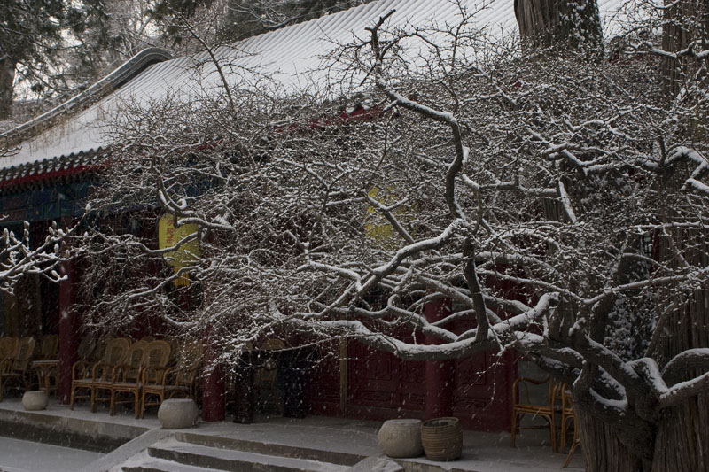 《雪》 摄影 小路虎