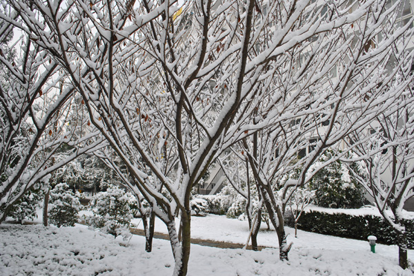 2010年第一场雪10 摄影 chunyingzhan