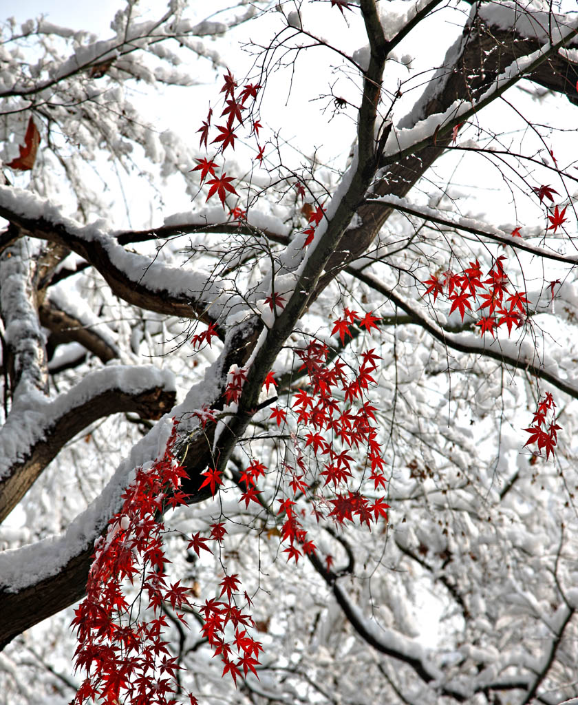 傲雪之枫 摄影 风雨太阳