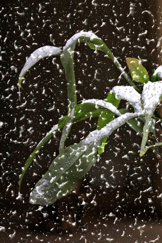 上海 [初雪] 摄影 梦影楼