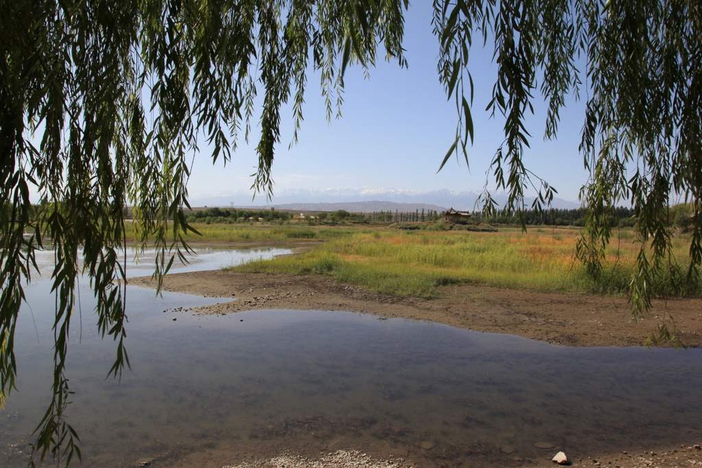 嘉峪关内的绿洲 摄影 地衣