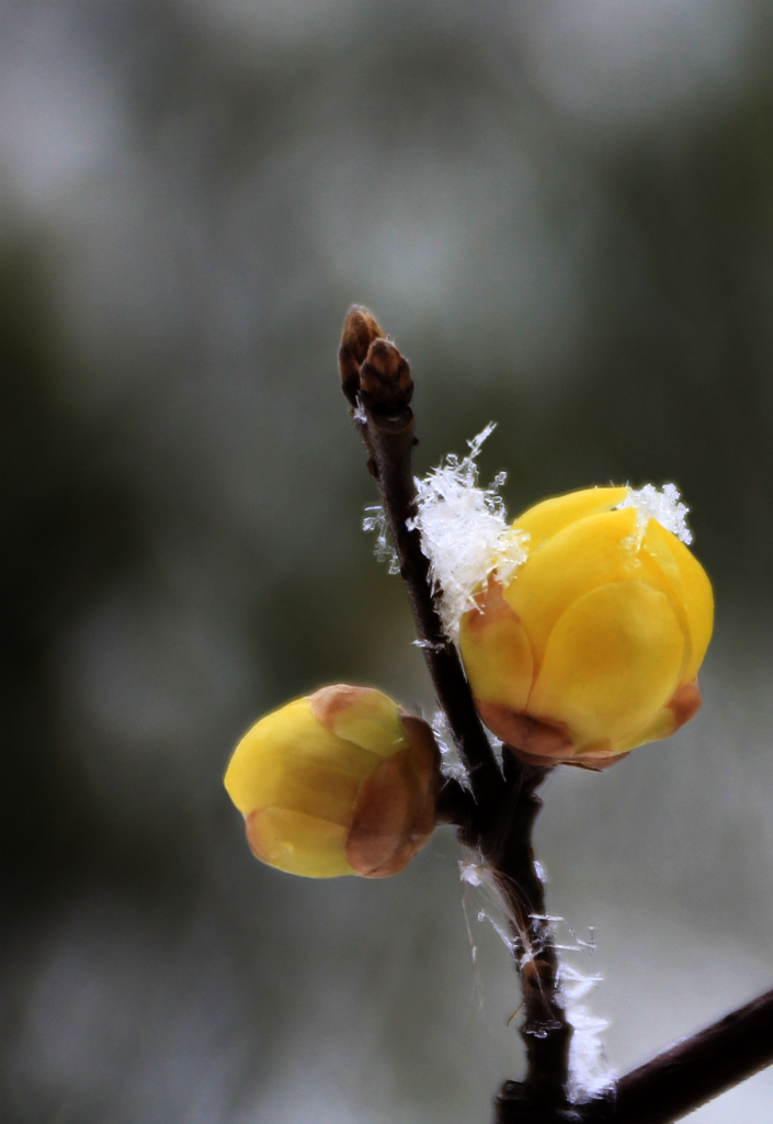 梅花雪 摄影 纤云磨墨