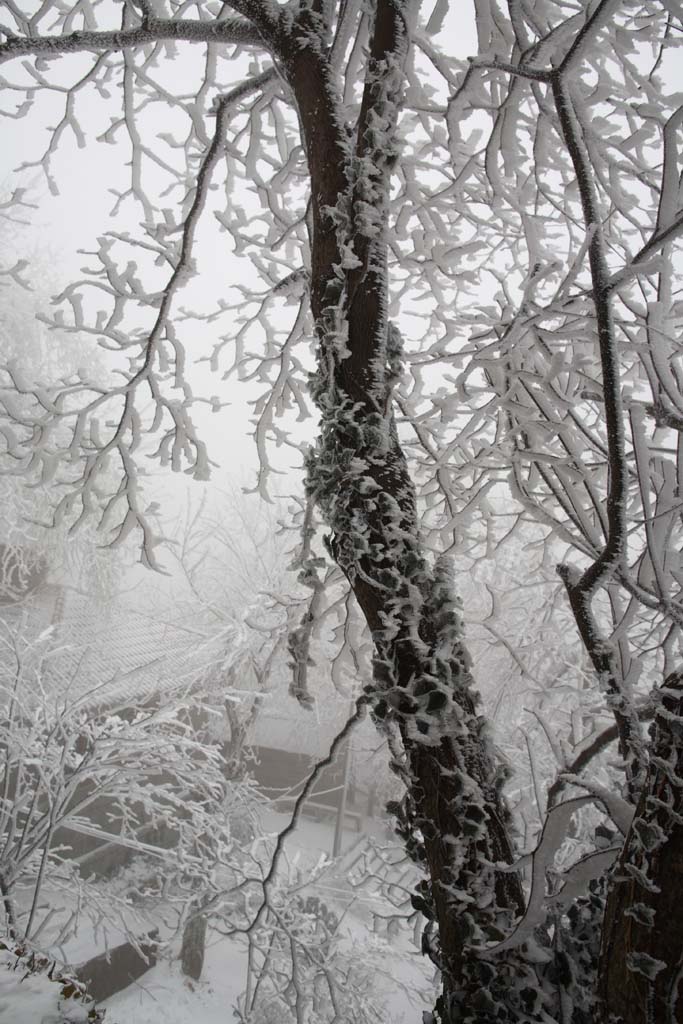 雪后庐山 2 摄影 拐杖