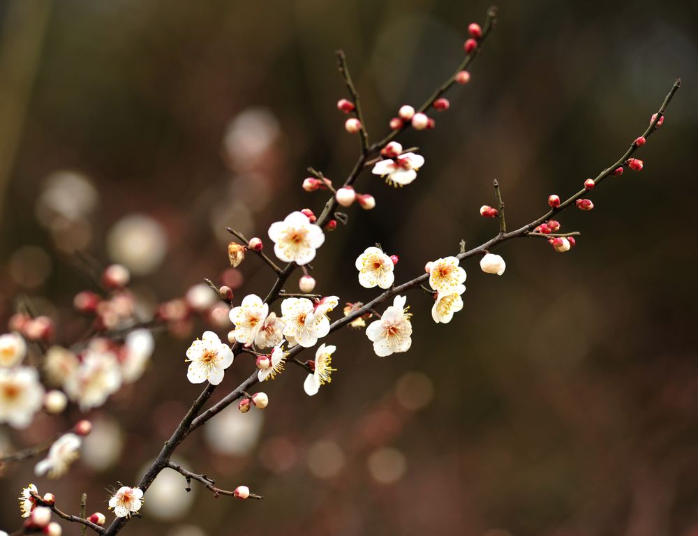 梅花 摄影 博说之