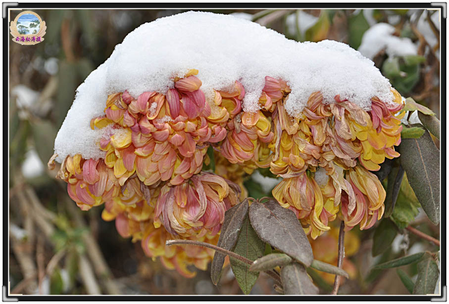 雪菊 摄影 云海松涛