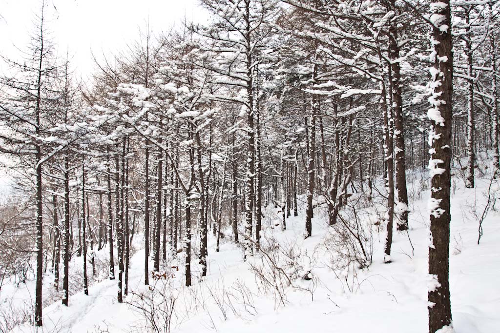 雪漫林海 摄影 沈阳雪山