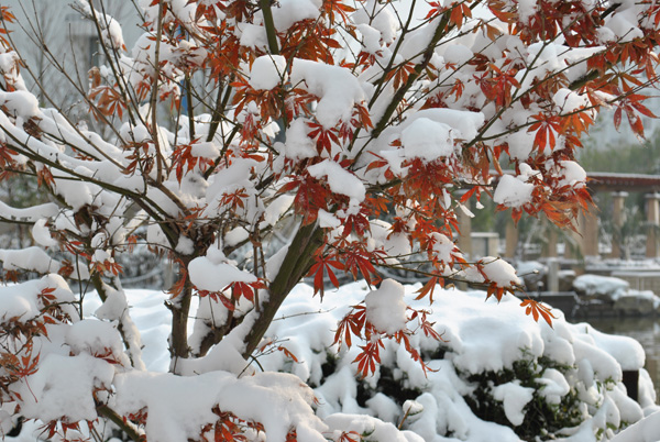 2010年第一场雪12 摄影 chunyingzhan