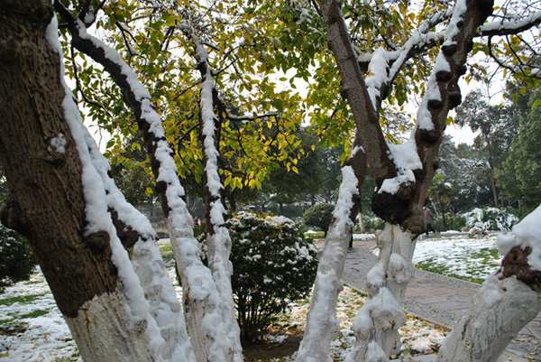 2010年第一场雪14 摄影 chunyingzhan