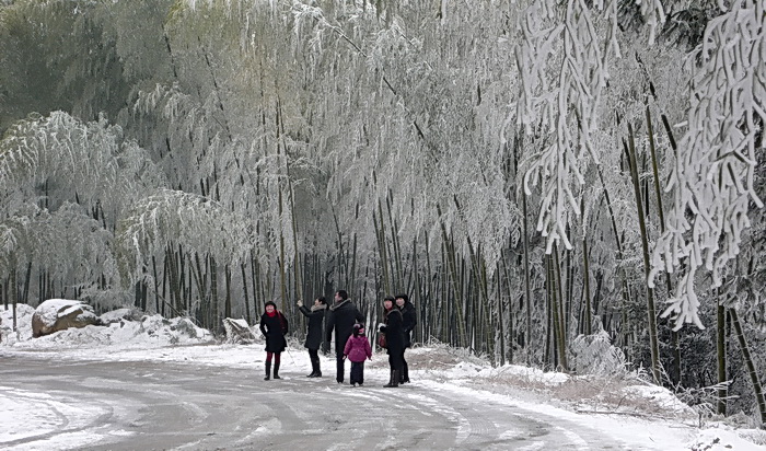 踏雪 摄影 林中雀