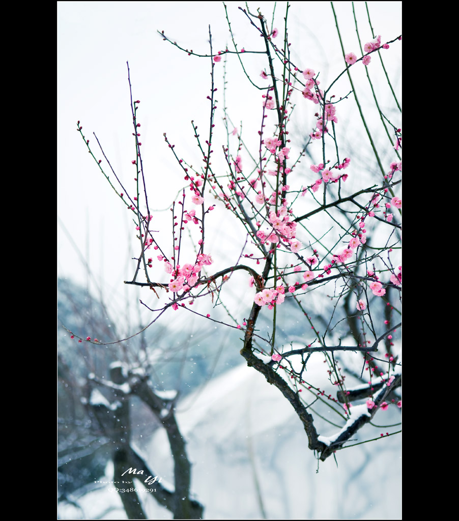 雪.红梅（二）... 摄影 蚂蚁的眼睛