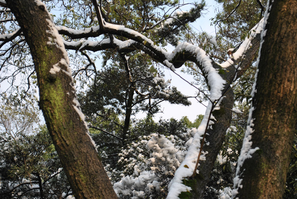 2010年第一场雪17 摄影 chunyingzhan