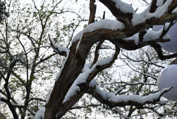 2010年第一场雪15 摄影 chunyingzhan