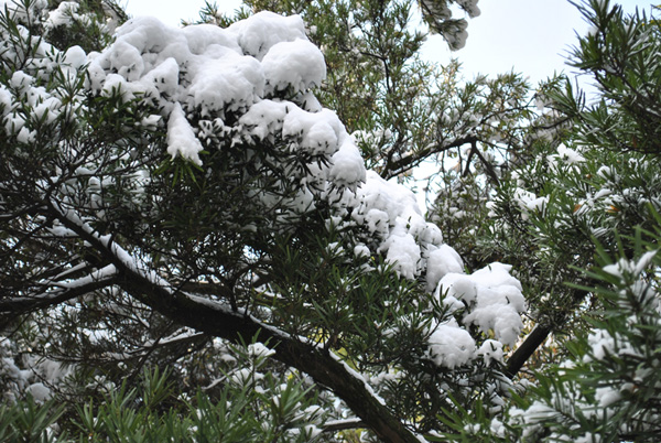 2010年第一场雪16 摄影 chunyingzhan