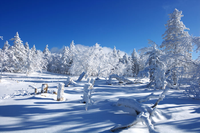 新年到雪乡去看雪 摄影 铁人p