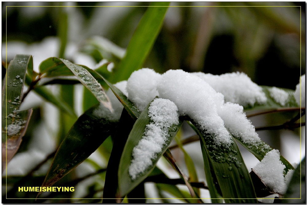 雪中小品（1） 摄影 虎眉