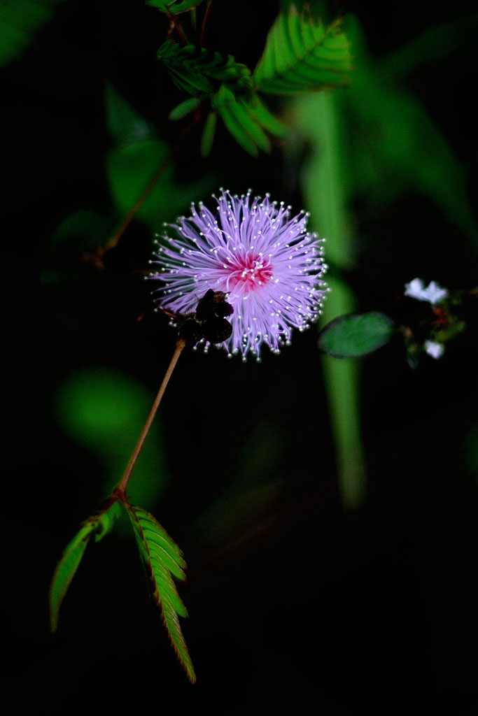 花2 摄影 jennjay