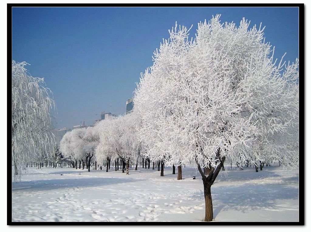 情系凇雪~ 摄影 深水无澜