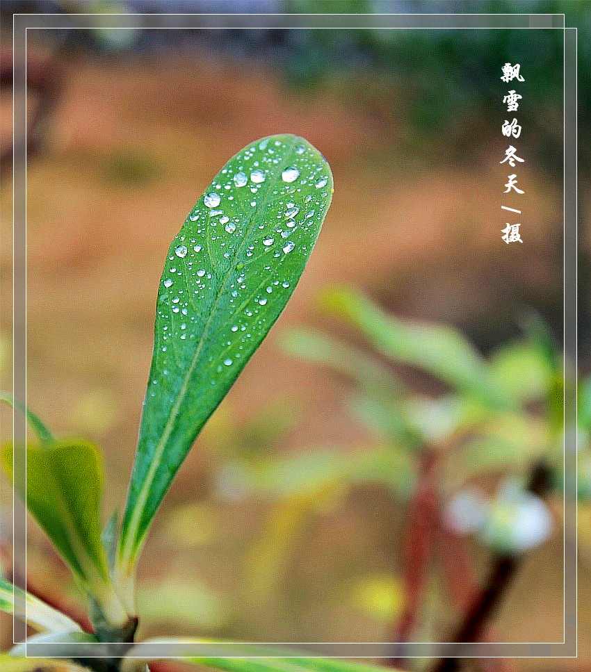 依恋 摄影 飘雪的冬天