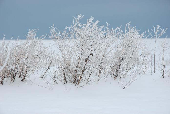 风雪迎春归 摄影 北欧黎明