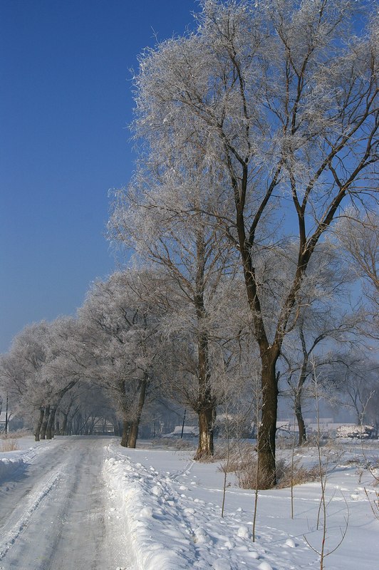 雪润杨柳 摄影 万里秋风