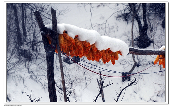 瑞雪丰年 摄影 庸人烛照