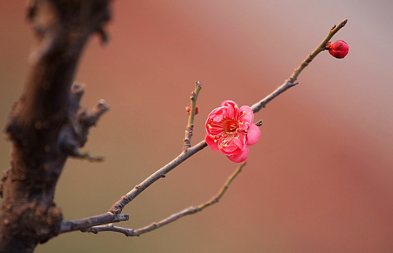 红梅迎春 摄影 洛神