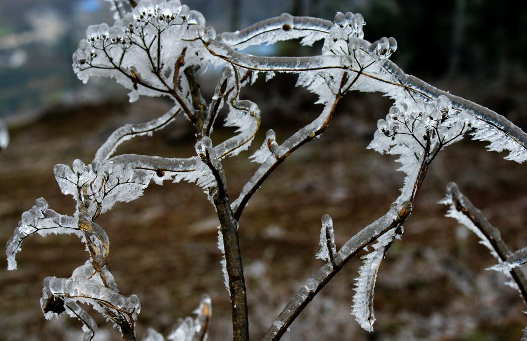 雪地冰花 摄影 关河纤夫