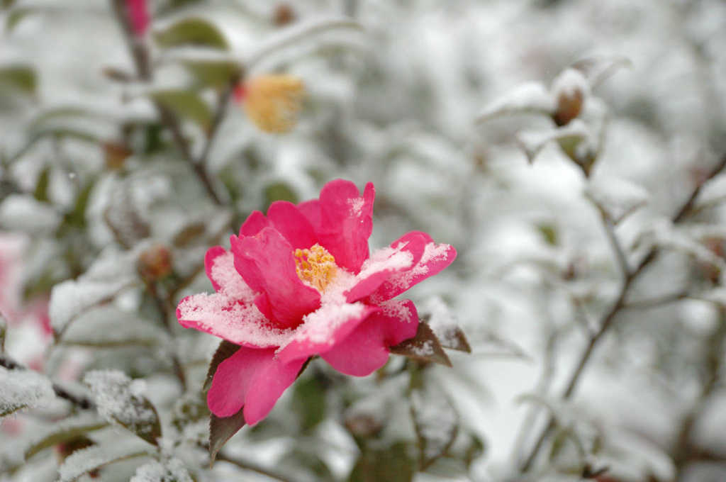 琴台.雪映茶梅 摄影 绝色影吧