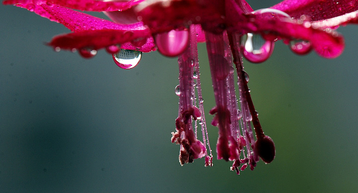 冬雨蟹爪兰 摄影 老格