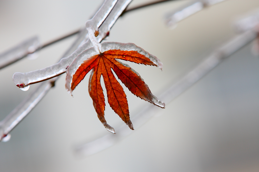 傲立冰雪 摄影 黔山秀水