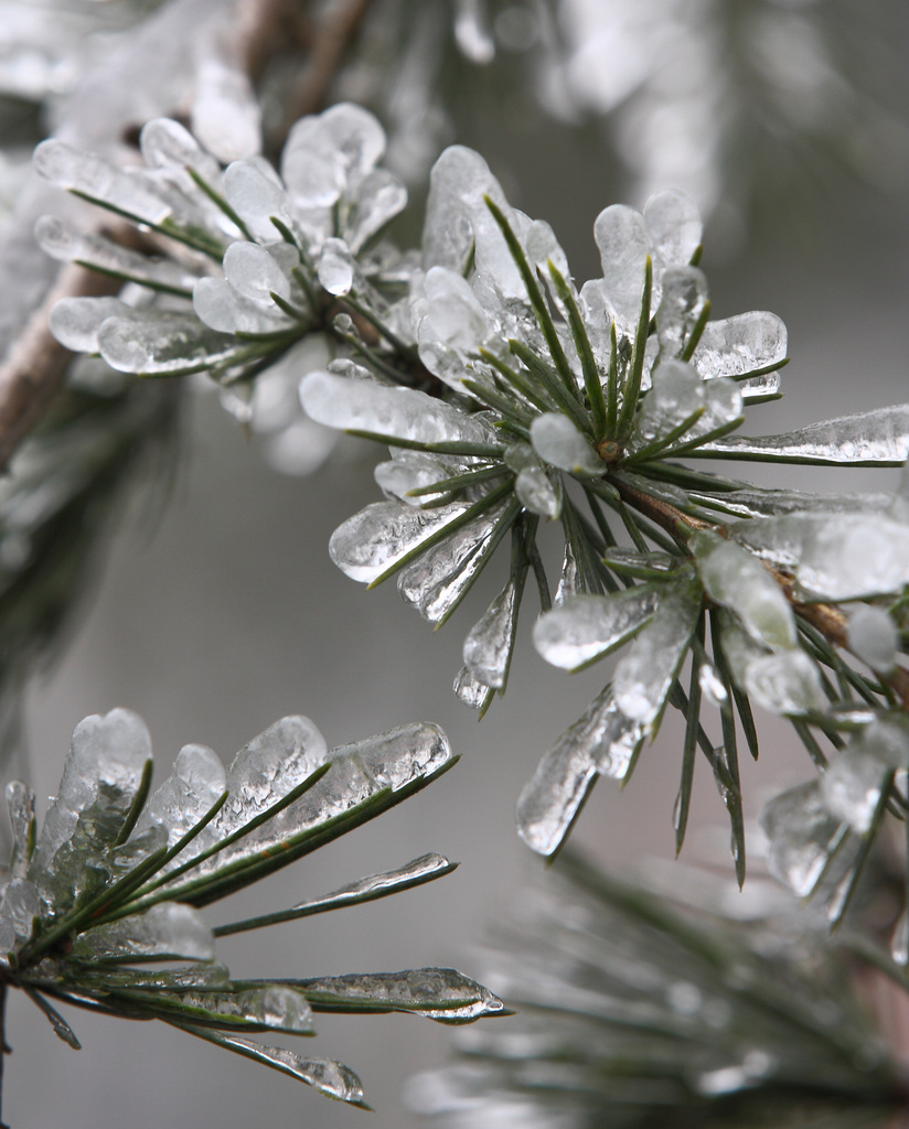 傲立冰雪 摄影 黔山秀水