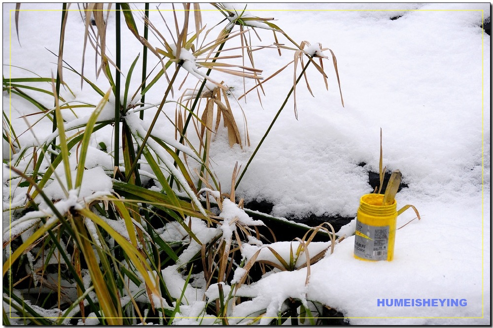 雪中小品（7） 摄影 虎眉