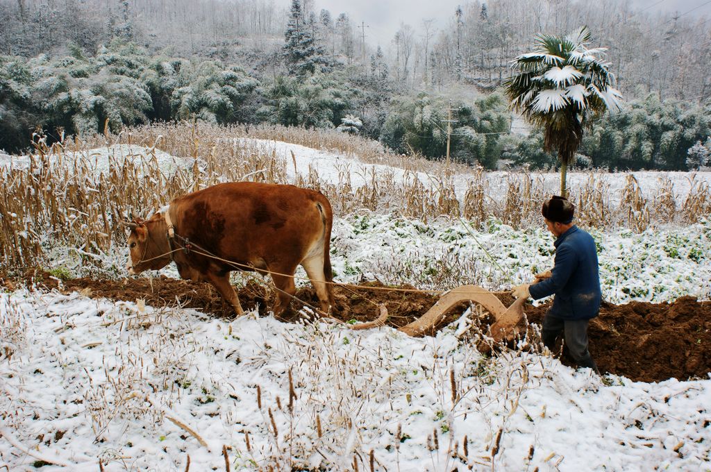 雪染的风采之三 摄影 关河纤夫