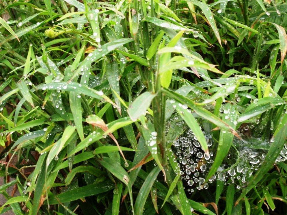 晨露 摄影 雨峰