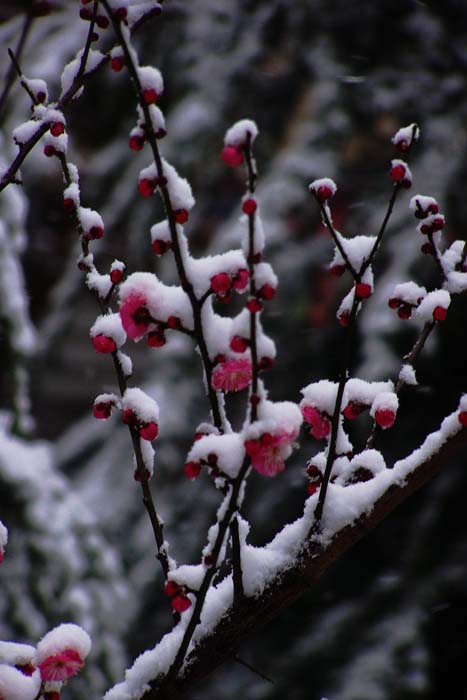 笑傲冰雪 摄影 红岩上