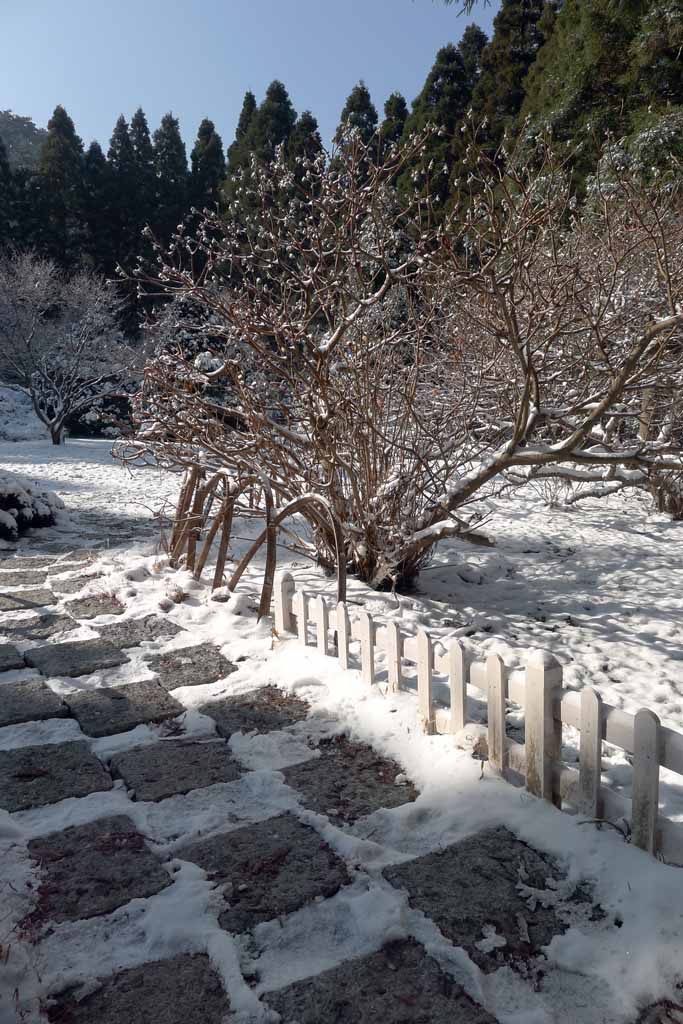 雪后庐山 27 摄影 拐杖