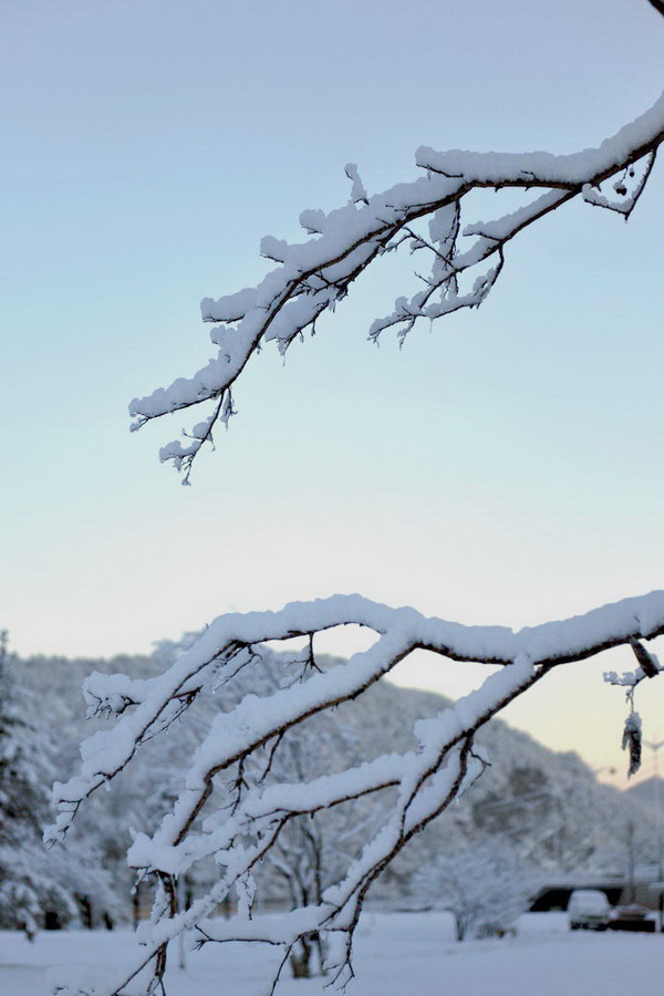 瑞雪 摄影 麦子1018