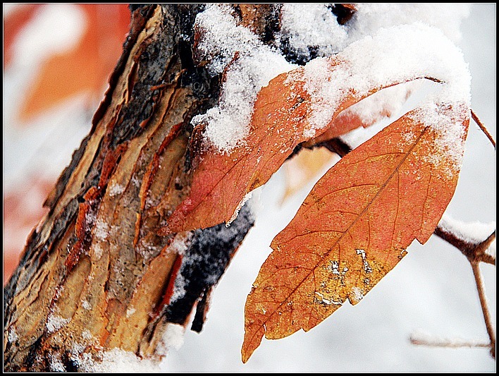 红叶披雪情更浓 摄影 老山一夫