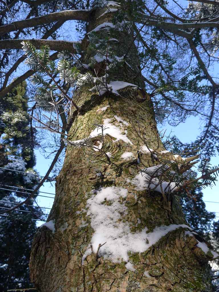 雪后庐山 28 摄影 拐杖