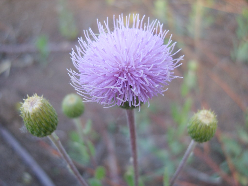 小花 摄影 仙峰