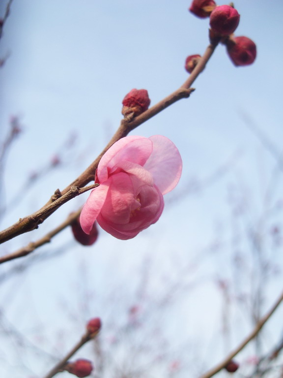 梅枝俏 摄影 红寨