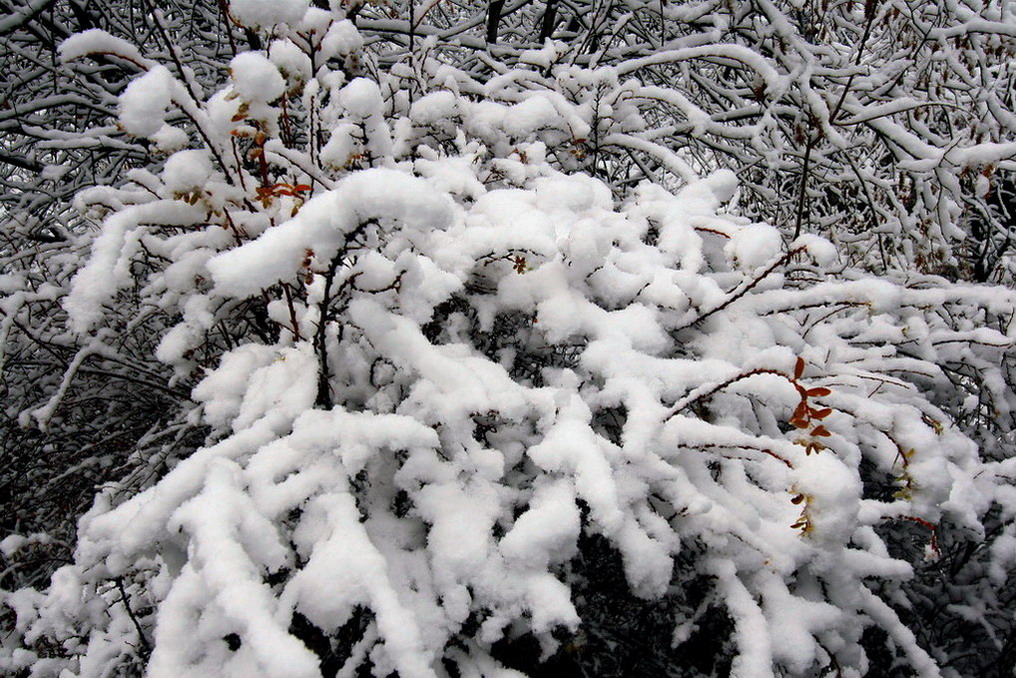 瑞雪 摄影 神田