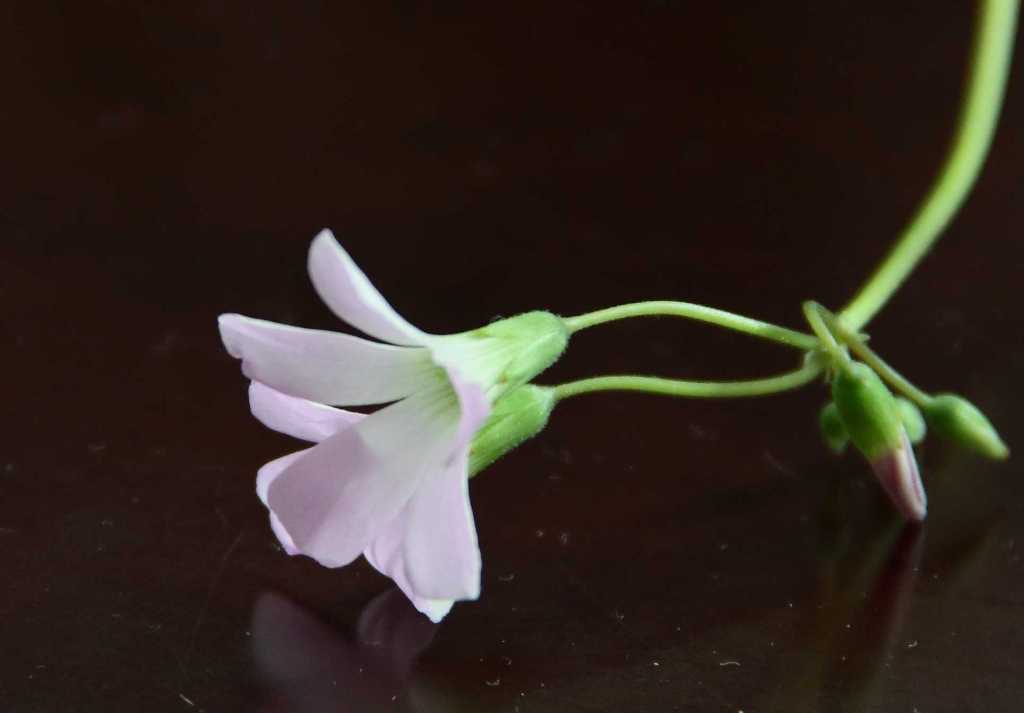 我家的小花3 摄影 新厨师