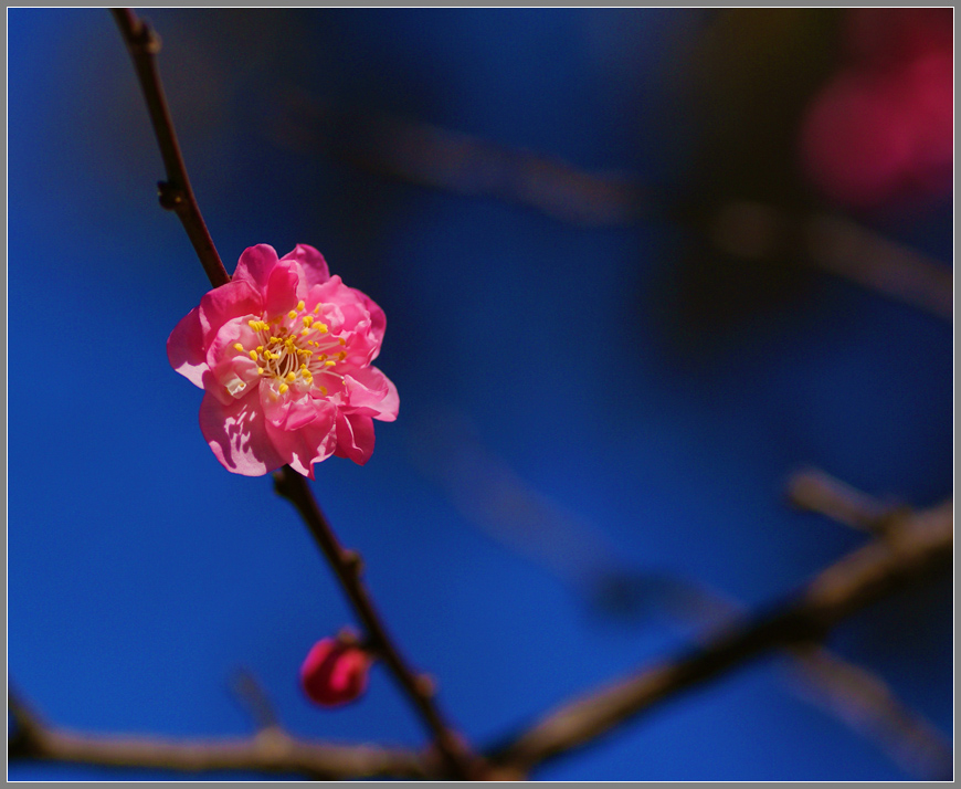 红梅 摄影 菩提子