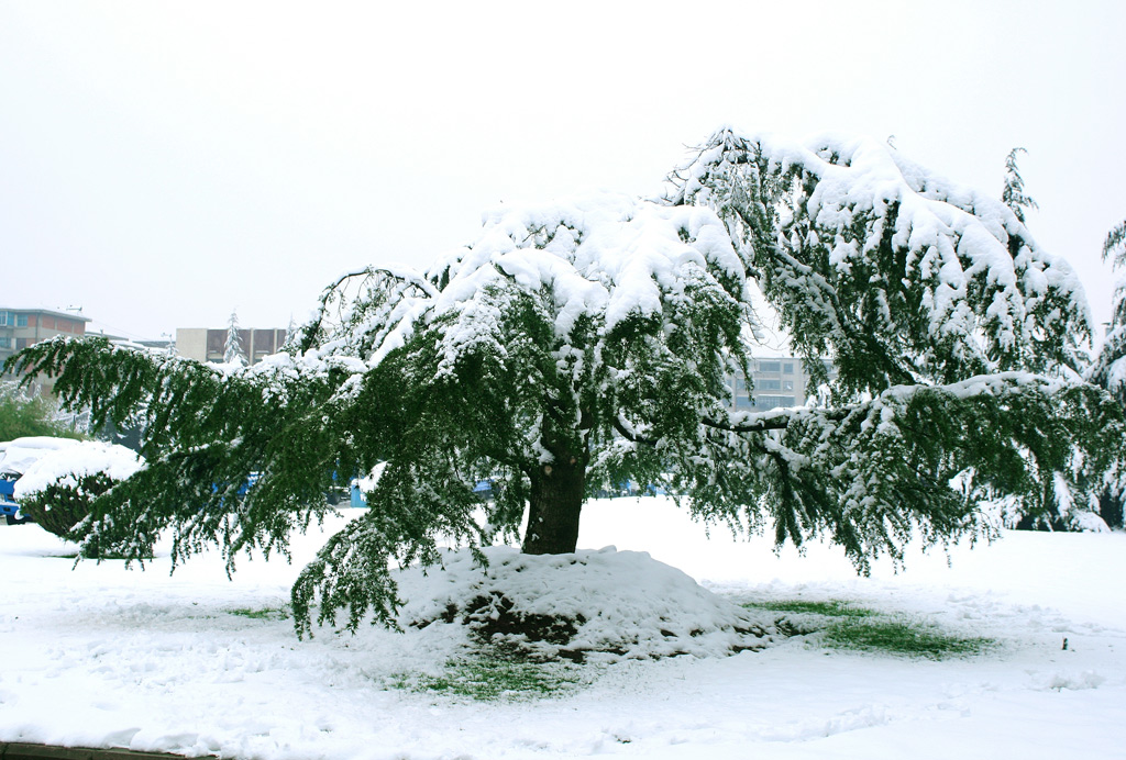 下雪了 摄影 志心