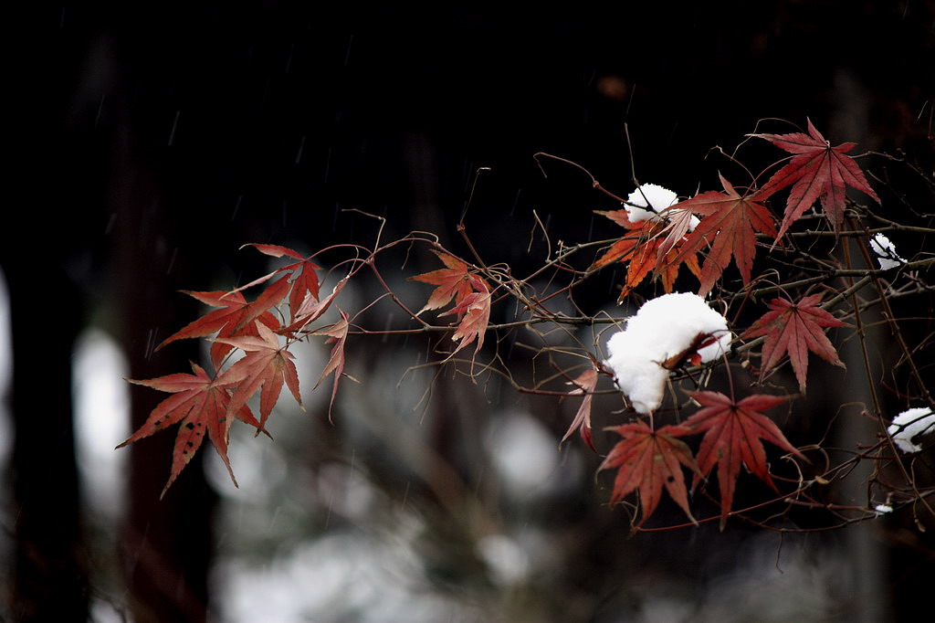 红枫(怡园雪景之一) 摄影 ilovekapa