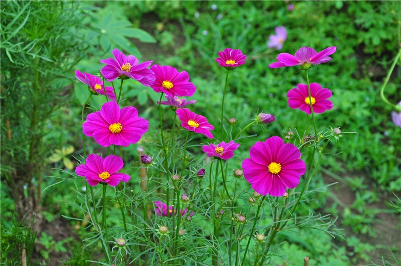 绽放，花朵 摄影 幽灵躯体