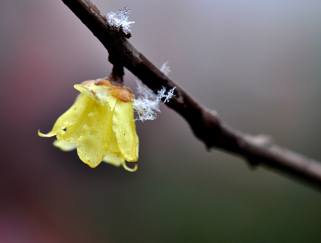 《傲雪》 摄影 古月雪音