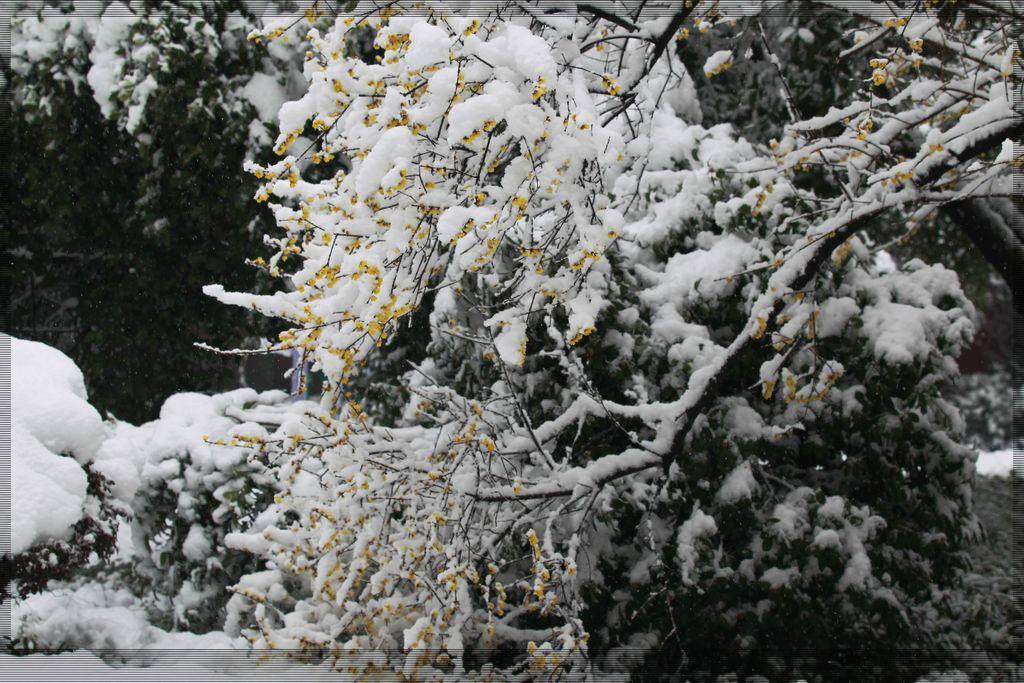 梅花飘雪的时候 摄影 菊韵